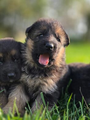 Cuccioli di pastore tedesco Allevamento Dei Lupi di Mare