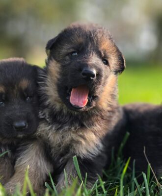 Cuccioli di pastore tedesco Allevamento Dei Lupi di Mare