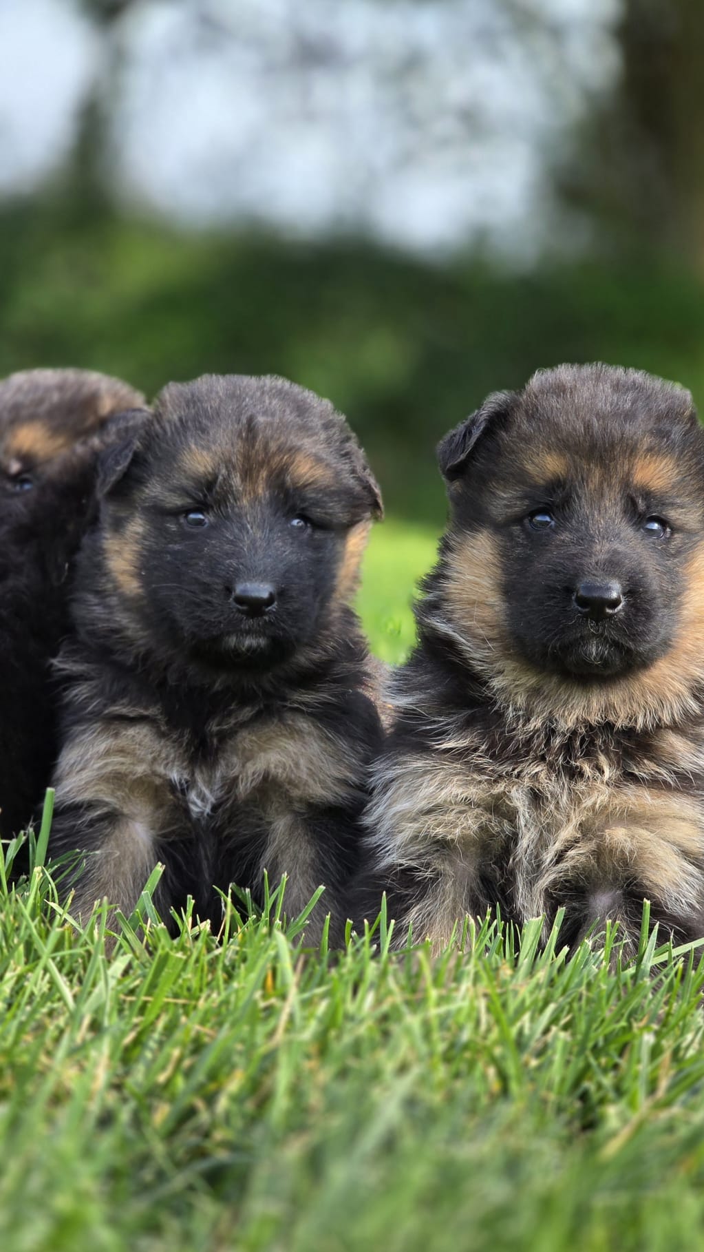 Cuccioli di pastore tedesco Allevamento Dei Lupi di Mare
