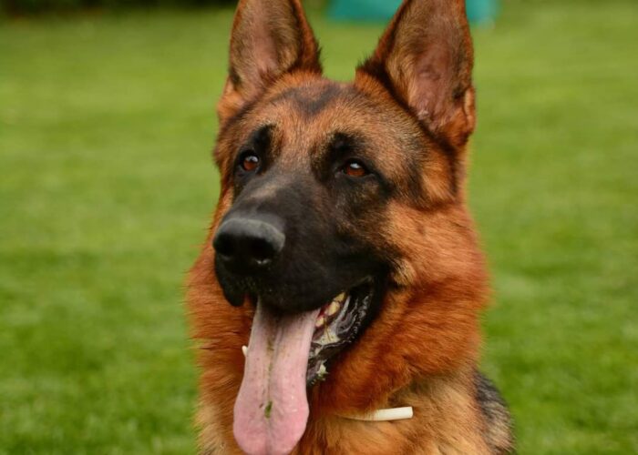 Ohana Dei Lupi di Mare