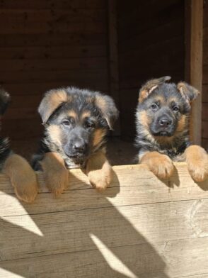 nuova cucciolata di pastore tedesco Allevamento Dei Lupi di Mare | aprile 2026