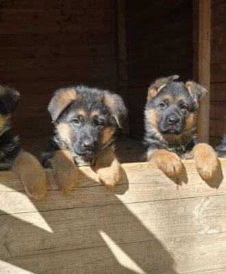 nuova cucciolata di pastore tedesco Allevamento Dei Lupi di Mare | aprile 2026