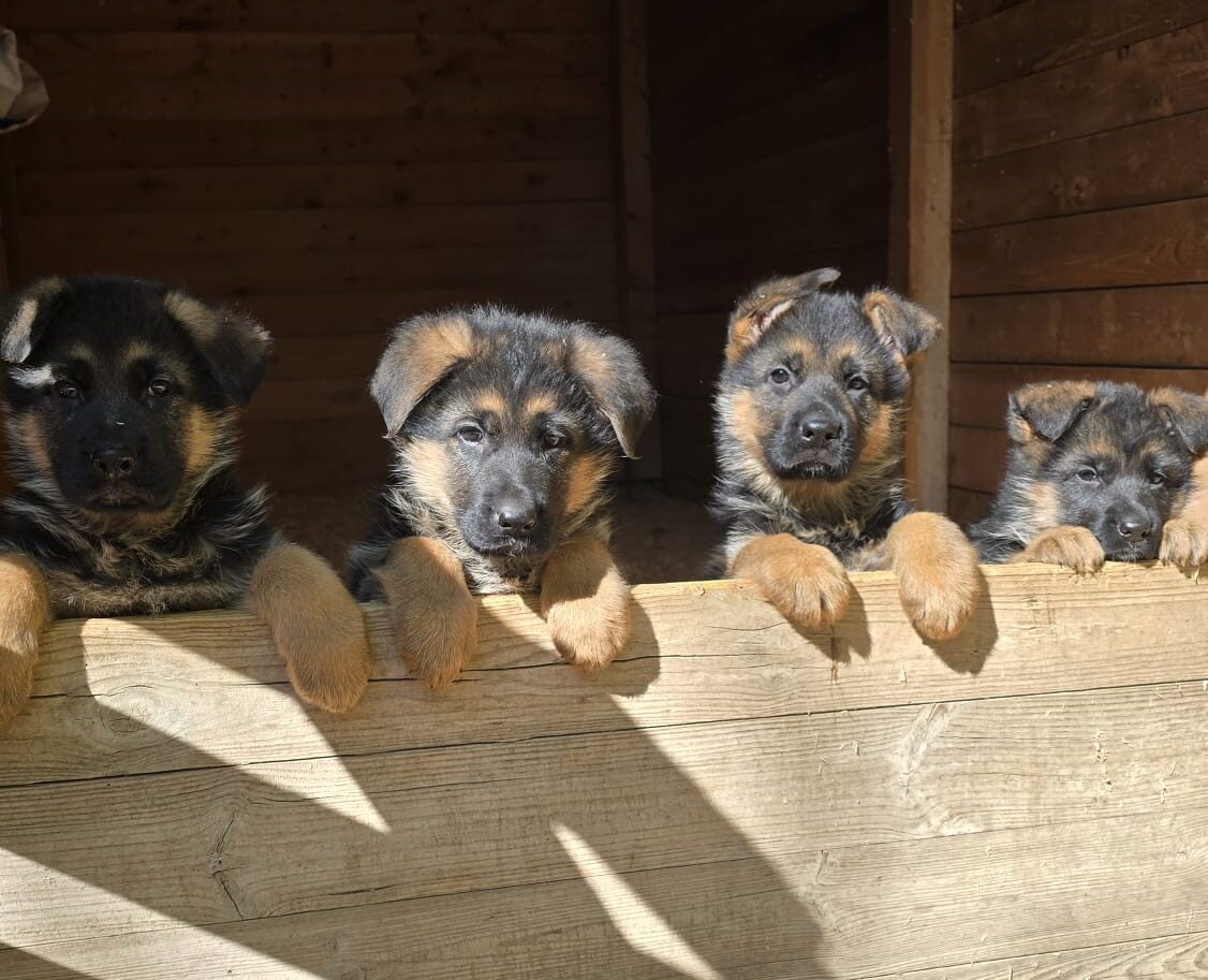 nuova cucciolata di pastore tedesco Allevamento Dei Lupi di Mare | aprile 2026