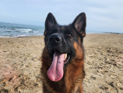 Lola Dei Lupi di Mare Lola Dei Lupi di Mare