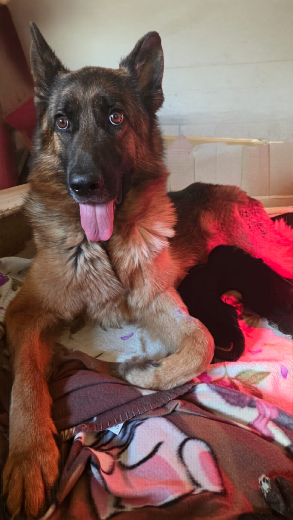 Lola Dei Lupi di Mare - pastore tedesco