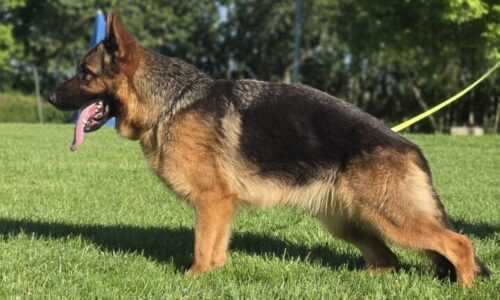 Mia di Casa Schwarz
